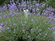 Blühender Lavendel auf einer Schaufläche.