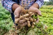 Landwirt zeigt frisch geerntete Erdnüsse in Bayern. 