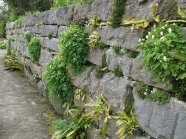 Trockenmauer, in den Fugen wachsen Farne und Blütenpflanzen.