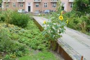 Bepflanzter Regenwassergarten zur Aufnahme von Oberflächenwasser in Kopenhagen. 