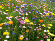 Blütenreiche und preiswerte Alternative zur Wechselflorpflanzung aus einjährigen Arten. Der Blühaspekt präsentiert sich überwiegend bunt bis in den Herbst.