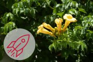 Gelb blühende Trompeten-Blumen in einem Garten.