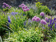 Ein violettes Staudenbeet mit Sternkugel-Lauch und Sommer-Salbei.