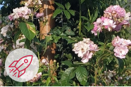 Blühende Rambler-Rosen an einem Baumstamm.