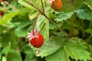 Reife Walderdbeeren im Garten.