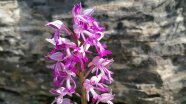 Pinke Blüte der Orchidee "Helmknabenkraut".