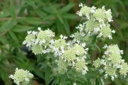 Weiß blühende Bergminze im Garten.