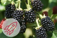 Saftig schwarze Brombeeren hängen am Strauch