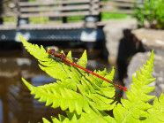 Libelle auf Farnblatt am Teichrand.