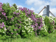 Verschiedene Flieder als freiwachsende Hecke.