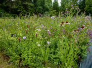 Blütenreiche und preiswerte Alternative zu Staudenpflanzungen für Verkehrskreisel, Straßenränder, Parkanlagen, Vorhalteflächen. Die Mischung besteht aus ein-, zwei- und mehrjährigen Wild- und Gartenpflanzen und blüht von April/Mai bis zum Frost in rosa-lila Farbtönen, hier im 5. Standjahr.