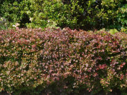 Eine Rote Zwergberberitze als Hecke an einer Straße.