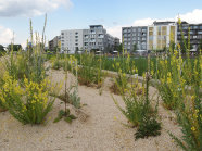 Offene Sandflächen sind in unserer intensiv genutzten Landschaft selten geworden, haben aber eine große Bedeutung für viele Tier- und Pflanzenarten. Besonders für einige Wildbienen-Arten sind solche Sand-Standorte als Nistplätze von großer Bedeutung. Kurzlebige <i>Linaria- und [i]Verbascum</i>-Arten, die sich hier gut etablieren können, sind Futterquelle für viele Fluginsekten.