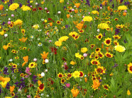 Blütenreiche und preiswerte Alternative zur Wechselflorpflanzung aus einjährigen Arten. Die dominierenden Farben sind Gelb, Weiß und Orange. Ein paar blaue und rote Farbtupfer beleben die Mischung.