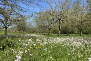 Blühende Wiesen unter Streuobstbäumen