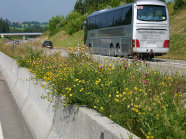 Niederwüchsige Spezialmischung für den Mittelstreifen an Autobahnen zusammengesetzt aus Pflanzen mit den Eigenschaften attraktiv, niederwüchsig und trockentolerant. Tiefstreichende Wurzelsysteme sind Voraussetzung, um unter niederschlagsarmen Witterungsperioden überdauern zu können.