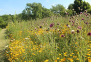 Veitshöchheimer Bienenweide 2. Standjahr. Neben einer Vielzahl von Blüten bietet die Mischung auch Rückzugsmöglichkeiten für Wildtiere. 