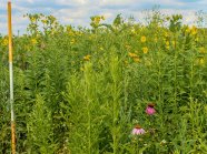 Veitshöchheimer Präriemix - Biogasmischung aus Präriearten, sichere Tracht- und Blütenvielfalt ab Ende Juni.