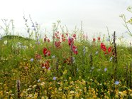 Diese Mischung ist die Weiterentwicklung der bekannten BG70- und BG90-Mischungen. Als Deckfrucht dienen hier Wildformen der Sonnenblume sowie Hanf aus der Biogaserzeugung. In den Folgejahren steigert eine Vielfalt an massenwüchsigen zweijährigen Arten und neuen mehrjährigen Stauden das Ertragsniveau bei gleichzeitig hohem Biodiversitäts-Effekt.