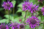 Lila blühende Indianernessel im Garten.