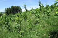 Aufforstung nach einem Waldbrand oder Sturmschaden durch frisch gepflanzte junge Laubbäume.  