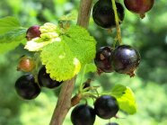 Reife Früchte der Schwarzen Johannisbeere.