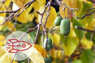 Früchte kleiner Kiwi hängen im Herbstlaub