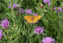 Perlmuttfalter auf Wiesenflockenblume