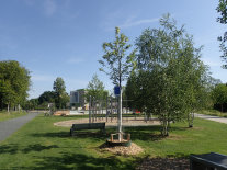 Frisch gepflanzte Bäume im Sport- und Freizeitpark in Pfaffenhofen.