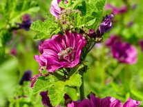 Malvenblüten (<i>Malva</i>), sind nicht nur essbar, sondern auch reich an Pollen und Nektar!