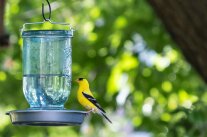 Hängende Vogeltränke mit gelben Vogel darauf