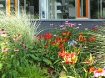 Hemerocallis, Echinacea, Tulipa und Gräser