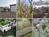 6 verschiedene Kacheln als ein Bild zusammengefügt. Auf den Bilder ist zu sehen ein Traktor und eine Infoschild, eine gelb schwarze Spinne, Schmetterlinge an Blumen, ein bepflanzter Blumenkasten, eine bepflanzte Fläche im Winter und ein Baumstamm vor einem Steinhaufen.  