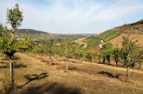 Eine Streuobstwiese im Sommer in hügeliger Landschaft. Im Hintergrund sind Weinberge zu sehen. Der Unterbewuchs der Streuobstwiese, ebenso wie der Bewuchs eines unbepflanzten Hanges neben den Weinbergen im Hintergrund sind vertrocknet und haben eine gelbbraune Farbe angenommen. 