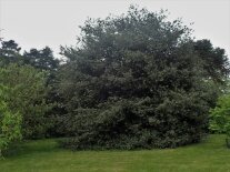 Ilex aquifolium großer Strauch bis zum Boden beastet. 