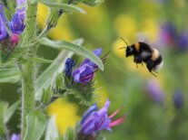 Hummel im Anflug auf die blau blühende Bienenweidepflanze Natternkopf. 