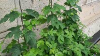 Hopfenpflanzen am Kletterdraht 