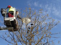 Mit dem Klopfschirm werden Insektenlarven und Spinnen gefangen, mit den beiden Fensterfallen im Hintergrund fliegende Insekten.