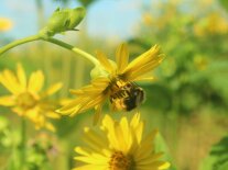 Eine Hummel sammelt an Durchwachsener Silphie (Silphium perfoliatum).