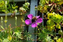 Hummelschwebfliege an einer Geranienblüte in der Wandbegrünung.