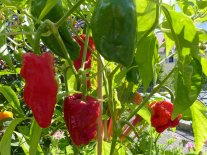 Rote und grüne Paprika. Bei einem klassischen Hochbeet-Aufbau mit Reisig, Kompost und guter Gärtnererde werden im ersten Jahr große Mengen an organisch-gebundenem Stickstoff freigesetzt, idelae Nährstoffbedingungen für Starkzehrer wie z.B. Paprika.