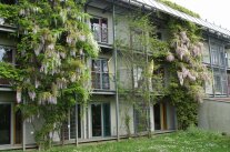 Ein Haus ist mit verschiedenen Kletterpflanzen bewachsen, von denen einige in voller Blüte stehen.