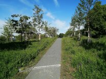 Abgebildet ist ein Weg, der an einer Obstbaumallee entlang durch eine extensiv gepflegte Wiese führte. Es ist Sommer und es blühen viele Kräuter auf der Wiese.