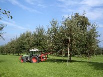 Streuobstbestand in Reihen, gut geeignet für die Maschinenernte.