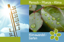 Schriftzug des Klimawandel-Garten. Ein Bild mein einem blauen Hilmmel und vielen Sonnenstrahlen. Im Vordergrund ist ein Thermometer. Der zweite Bild zeigt Regentropfen auf einem Rosenblatt. 