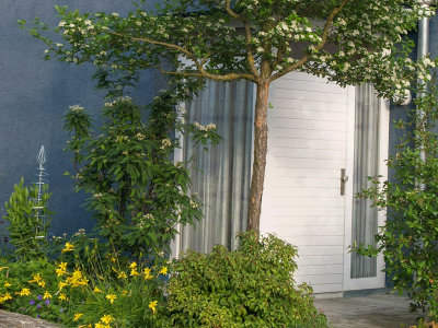 Ein weiß blühender Weißdorn im Eingangsbereich eines blauen Hauses neben der weißen Haustür.