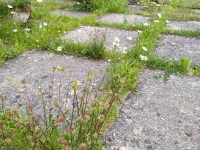 Wiesenblumen blühen in den breiten Fugen eines Großformatplattenbelags.