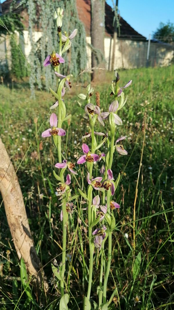 Bienen-Ragwurz [/i]Ophrys apifera [i]