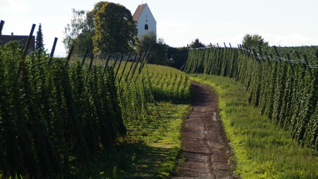 Grüner Hopfengarten dazwischen ein brauner Feldweg. 