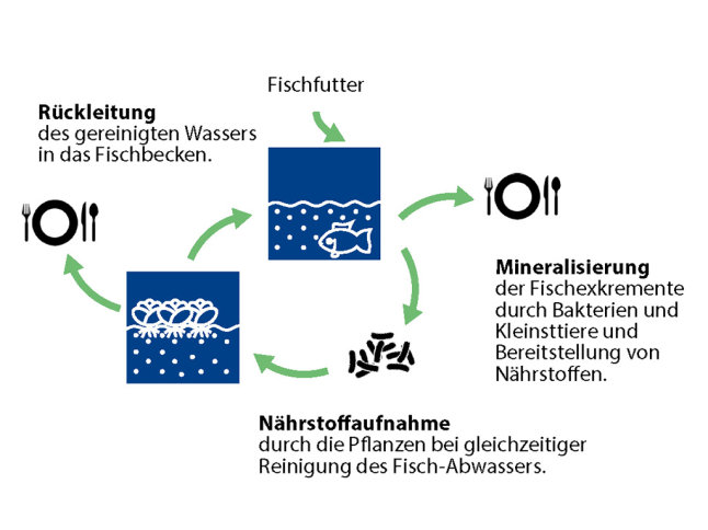 Kreislauf- und Nährstoffkreislauf.